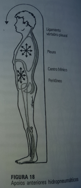 A cadeia mestra posterior